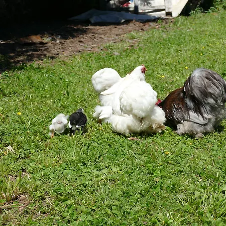 Businesswohnungen Haag Bei A7 *